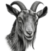 Old_Goat